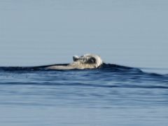 01B Polar Bear Swims Away At The Beginning Of Day 2 On Floe Edge Adventure Nunavut Canada